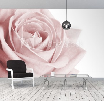 Bild på Very pale pink rose on white background